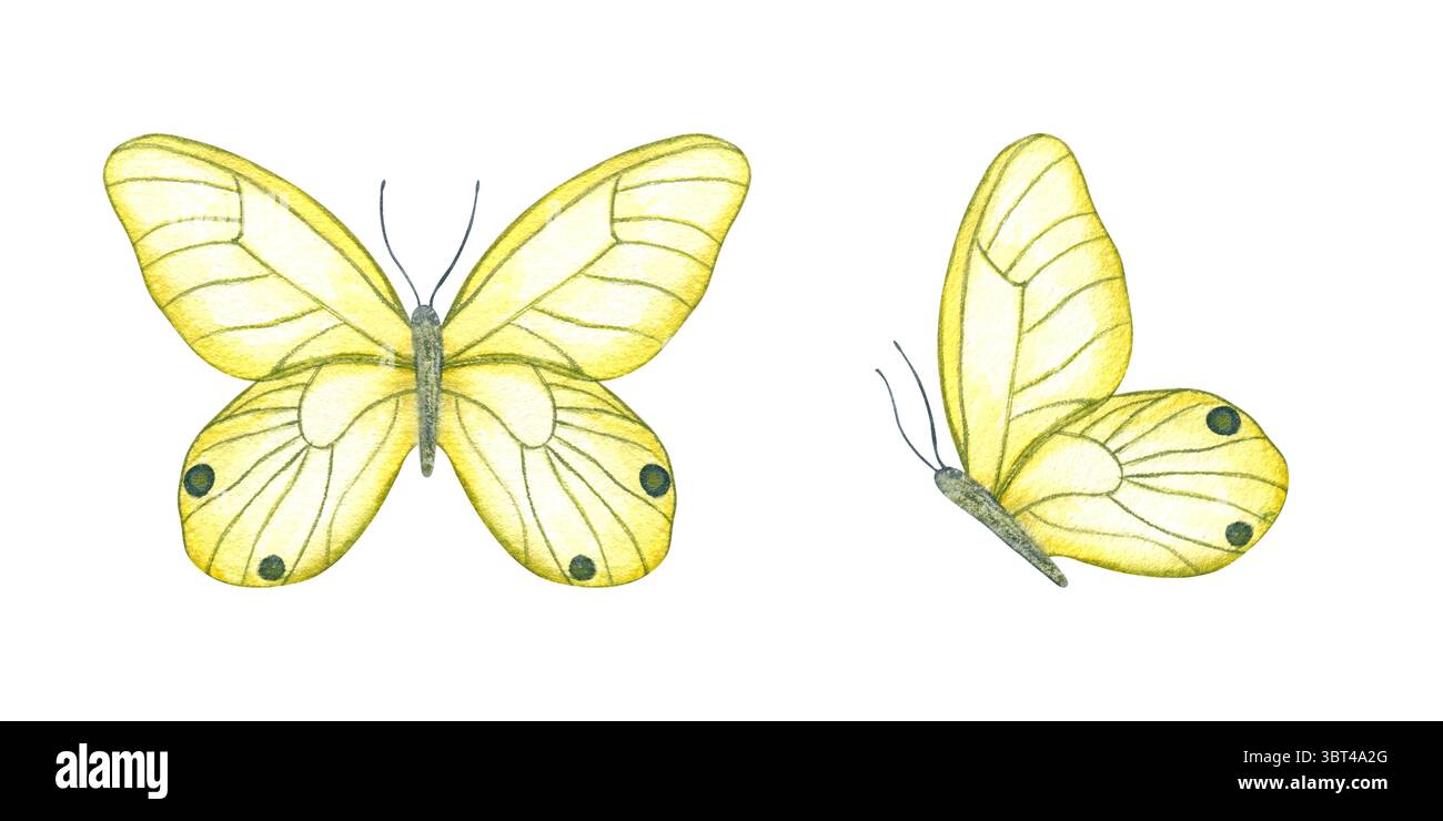 Deux papillons jaunes citron avec des taches noires en vue de dessus et de côté aquarelle ensemble isolé fond. Insecte fantaisie peint à la main pour la station de mariage Banque D'Images