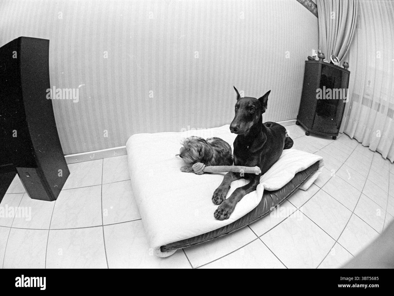 Lit à eau pour chiens à Fam. Berkhof, Whizgle News, Dutch Desk, pays-Bas, 1950 - 2000 le 20-01-1994. L'image montre ces rubriques. Dans un intérieur confortable, deux chiens se reposent ensemble sur un lit rembourré qui couvre un matelas blanc doux. L'un est un grand Doberman élégant, caractérisé par son manteau noir brillant et sa posture distinguée et alerte. Il repose confortablement avec un os dans sa bouche, dégageant un air d'autorité calme. À côté de lui, un Yorkshire Terrier plus petit et shaggy contraste fortement avec sa fourrure brun clair et son comportement vigoureux. Le réglage comporte des carreaux blancs lisses qui reflètent la lumière douce Banque D'Images