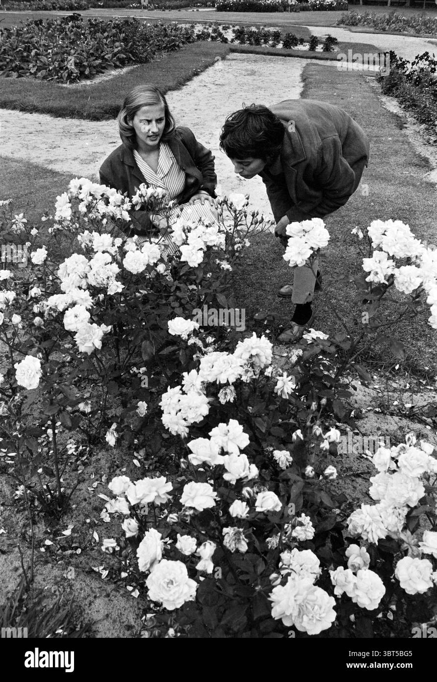 Linnaeushof Lineushof, Whizgle News, Dutch Desk, pays-Bas, 1950 - 2000 le 21-08-1962. Ces rubriques apparaissent dans l'image. Dans un jardin serein, deux individus sont engagés dans un moment intime parmi une parcelle florissante de roses blanches. Les fleurs sont abondantes et luxuriantes, leurs pétales délicats attrapent la lumière, présentant un contraste doux avec la verdure des plantes et le sol brun clair sous elles. La femme est habillée dans une tenue de couleur claire, soigneusement stylisée, et ses cheveux sont élégamment disposés, suggérant un sentiment de grâce et d'équilibre. Elle se penche légèrement vers les roses, Banque D'Images