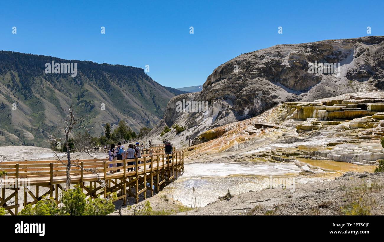 Mammoth Hot Springs, Yellowstone, Wyoming, États-Unis - 31 mai 2025 : les gens marchent sur une promenade pour visiter la zone géothermique de Mammoth Hot Springs Banque D'Images