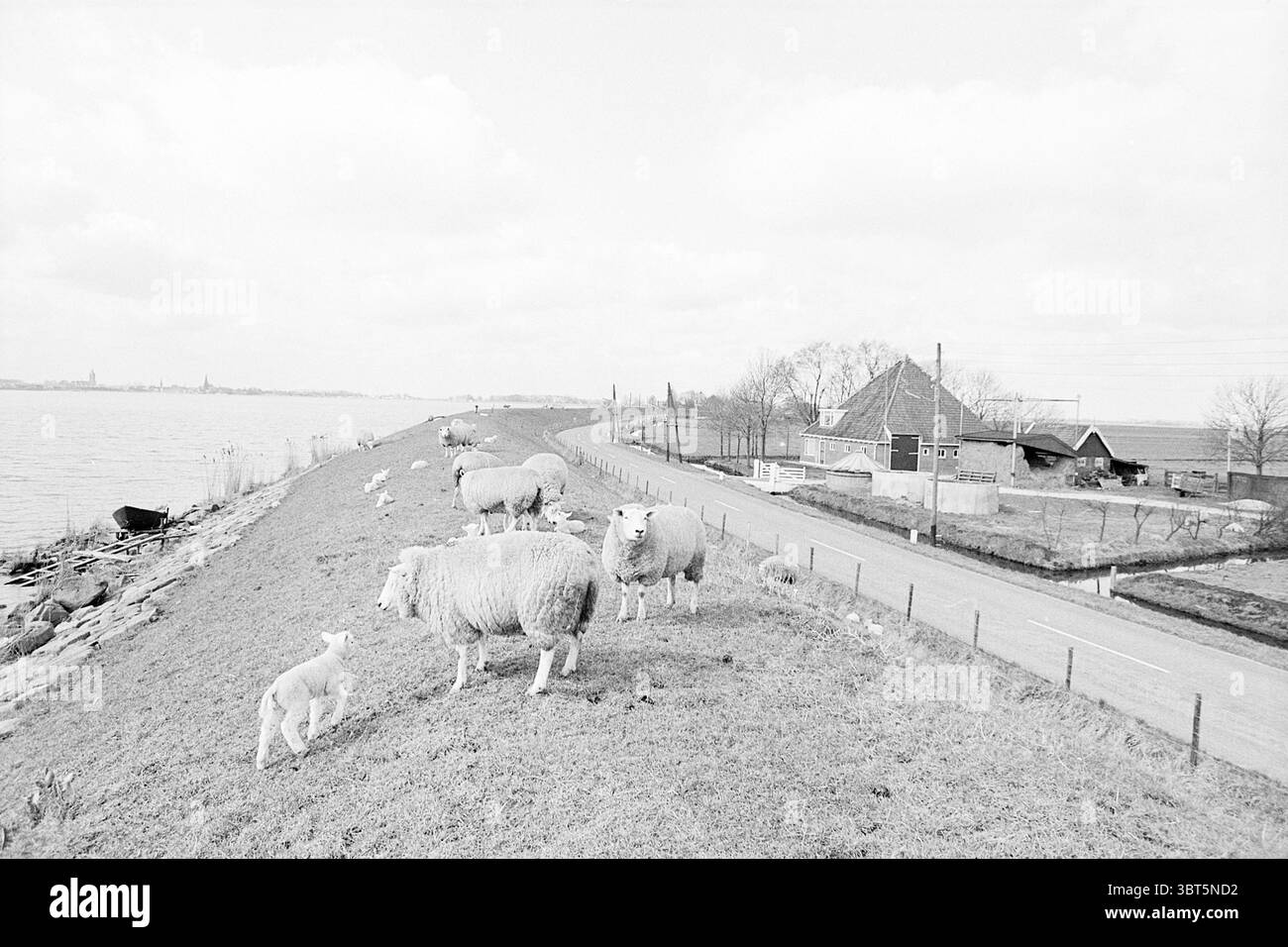 Report Katwoude Report, Whizgle News, Dutch Desk, pays-Bas, 1950 - 2000 on 23-03-1971. Voici les rubriques de l'image. La scène est caractérisée par un paysage serein qui s'étend le long d'une voie navigable. Des collines douces et vallonnées s'élèvent doucement du bord de l'eau, tandis qu'un groupe de moutons pèle paisiblement sur une herbe verte luxuriante. Les moutons, de taille variable, présentent des manteaux pelucheux et laineux qui contrastent avec le terrain herbeux. Un agneau curieux est positionné plus près du spectateur, attirant l'attention par son énergie jeune. En arrière-plan, une ferme pittoresque se trouve près de l'eau, sa structure featur Banque D'Images