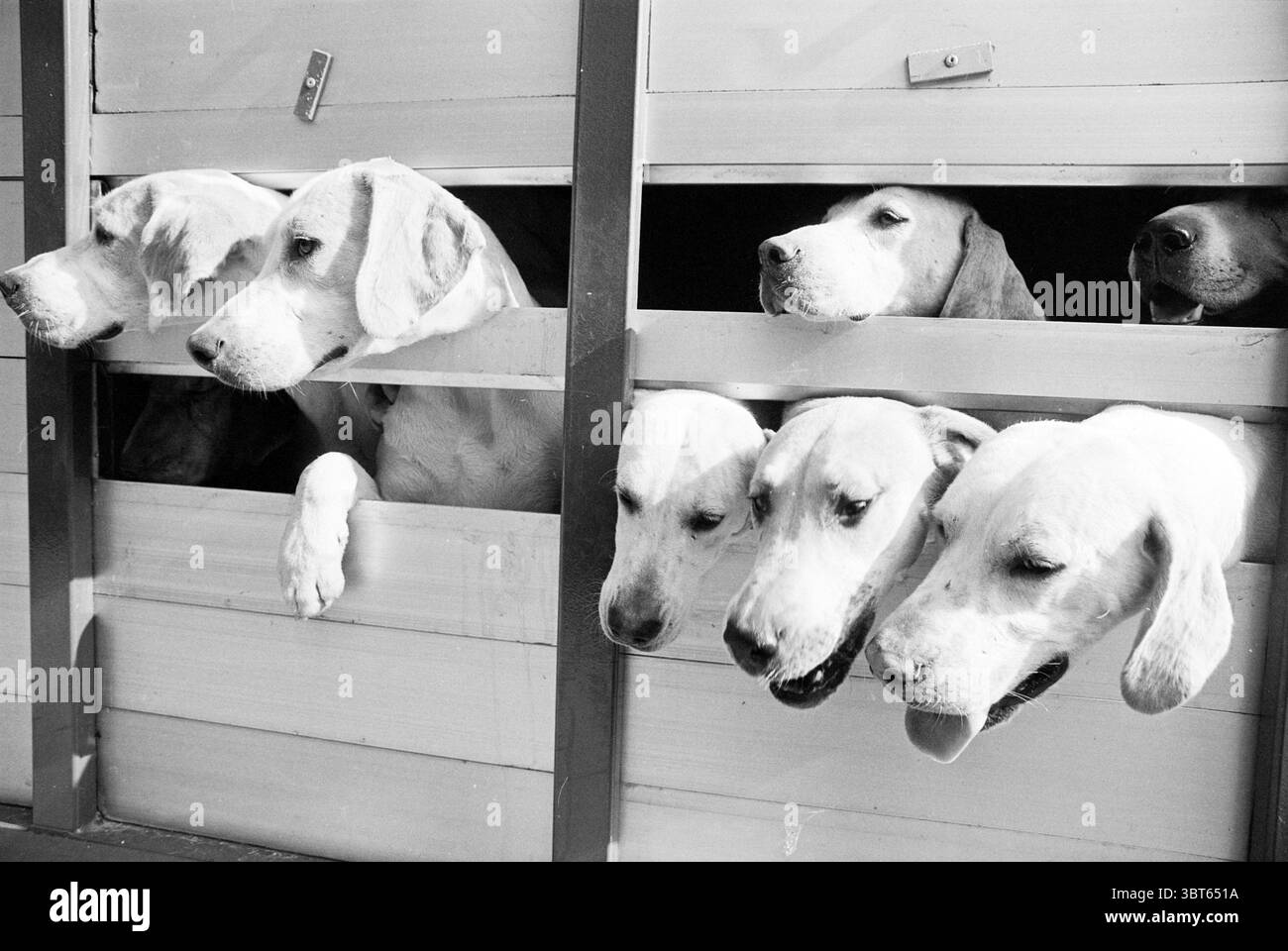 Slip yacht Spaarnwoude Spaarnwoude, Whizgle News, Dutch Desk, pays-Bas, 1950 - 2000 le 01-10-1993. Ce sont les éléments de l'image. Un groupe de chiens de chasse peut être vu avec impatience penché hors des enclos en bois. Leurs têtes piquent à travers des ouvertures rectangulaires dans le bois lisse et pâle, créant une scène charmante et animée. La fourrure des chiens est principalement des nuances de blanc et de brun clair, avec des taches douces qui ajoutent à leur caractère. Les chiens présentent des visages expressifs, certains avec les oreilles rabattus, tandis que d'autres ont les oreilles en haut, soulignant leur curiosité et leur excitation. T Banque D'Images