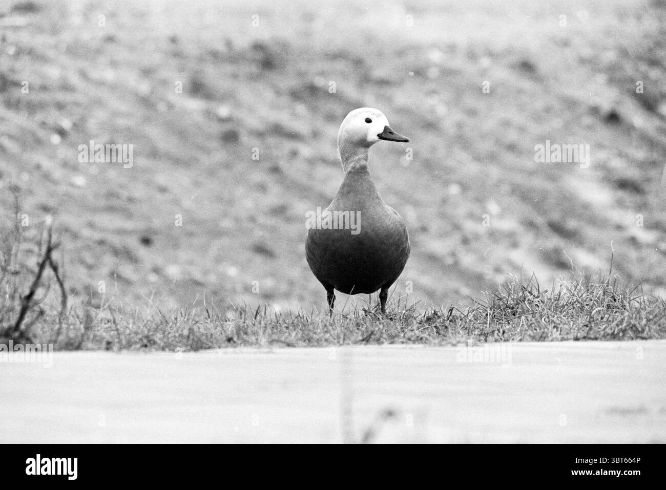 Espèce rare de canard IJmuiden IJmuiden Nederland, Whizgle News, Dutch Desk, pays-Bas, 1950 - 2000 on 07-03-1994. L'image inclut ces rubriques. Dans cette scène, un canard solitaire se tient bien en évidence sur le bord d'une zone herbeuse, sa posture debout et alerte. Le canard se caractérise par un corps arrondi orné d'un mélange de tons doux et discrets. Son plumage présente une riche couleur châtaigne sur le bas du corps, passant à une teinte plus légère, presque crème sur sa tête, qui présente un chapeau blanc distinctif et contrastant. Autour du canard est une toile de fond douce et floue qui suggère un natu Banque D'Images