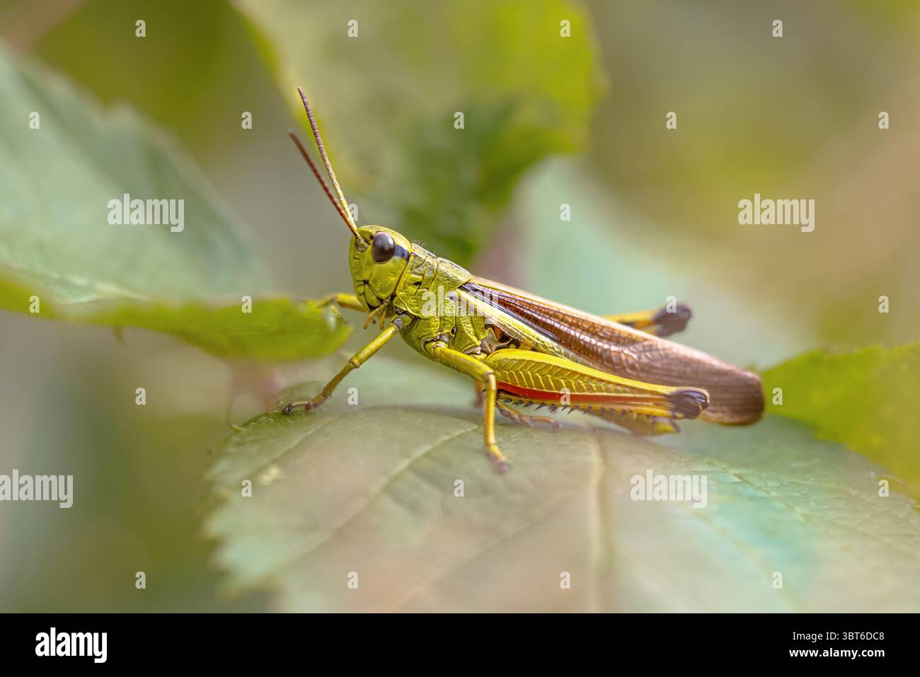 Grande sauterelle marécageuse (Stethophyma grossum). Perché sur l'herbe dans l'habitat naturel. Scène animalière de la nature en Europe. Banque D'Images