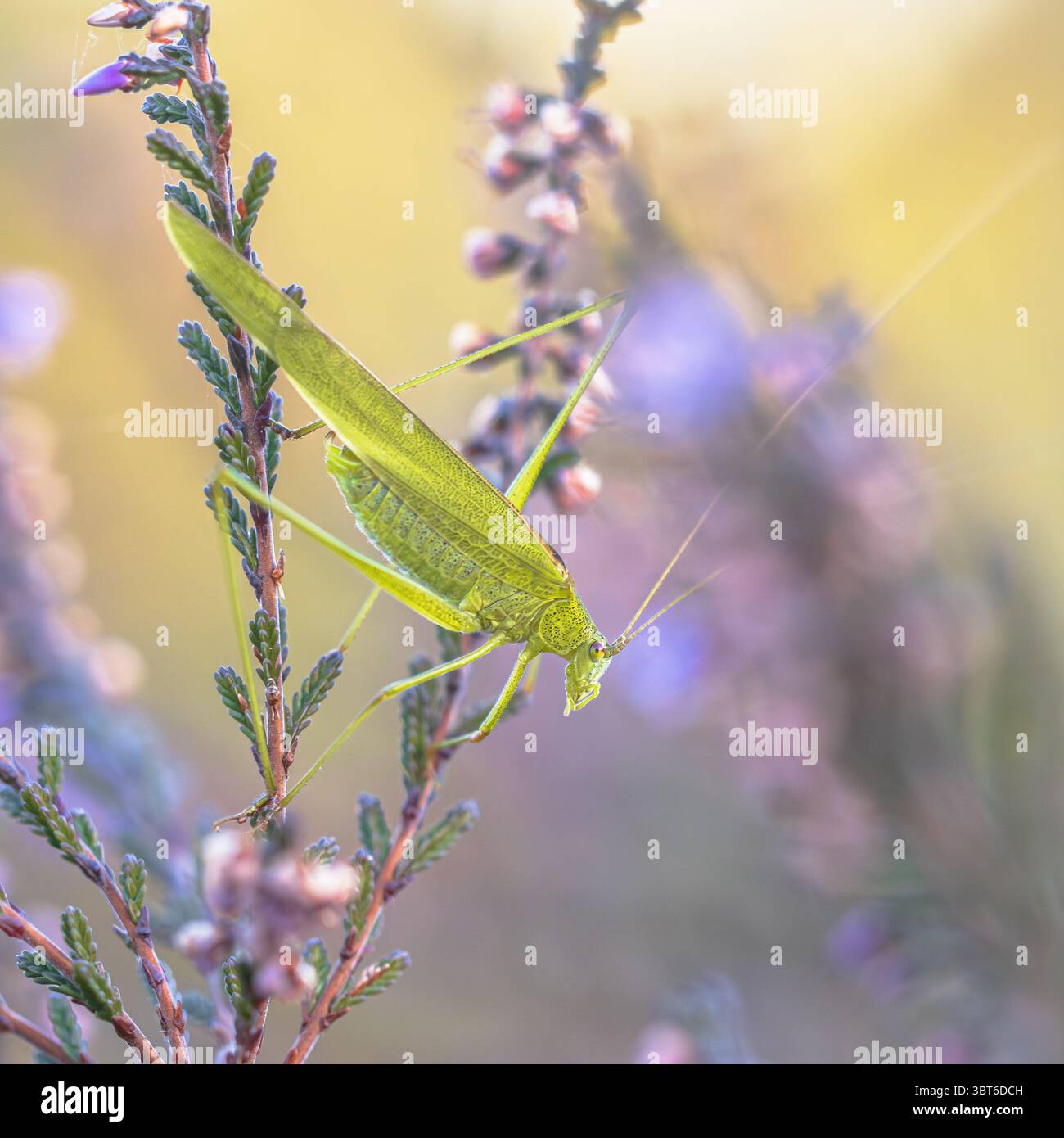 Le criquet-cricket à faucille (Phaneroptera falcata) est une espèce de sauterelle récemment arrivée aux pays-Bas. Scène de la nature sauvage en Euro Banque D'Images Le criquet-cricket à faucille (Phaneroptera falcata) est une espèce de sauterelle récemment arrivée aux pays-Bas. Scène de la nature sauvage en Euro Banque D'Images