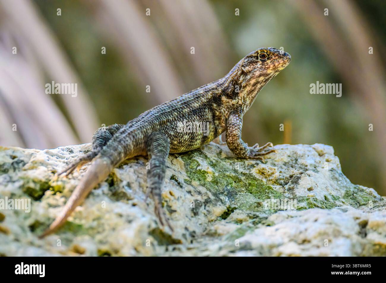 Lézard à queue bouclée du nord (Leiocephalus carinatus) à queue régénérée, Starfish point, côté nord, îles Caïmans Banque D'Images