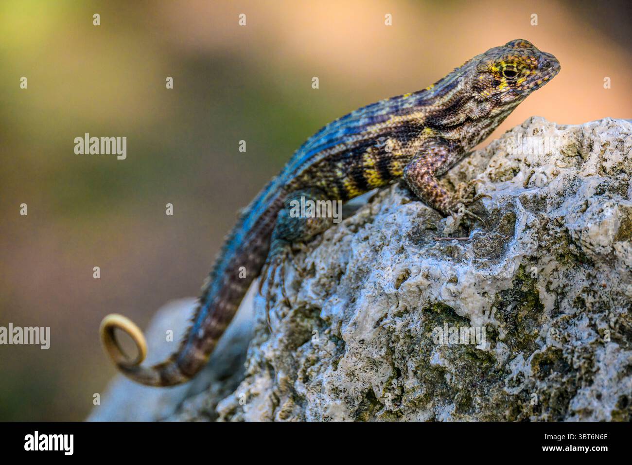 Lézard à queue bouclée du Nord (Leiocephalus carinatus), Starfish point, North Side, Îles Caïmans Banque D'Images