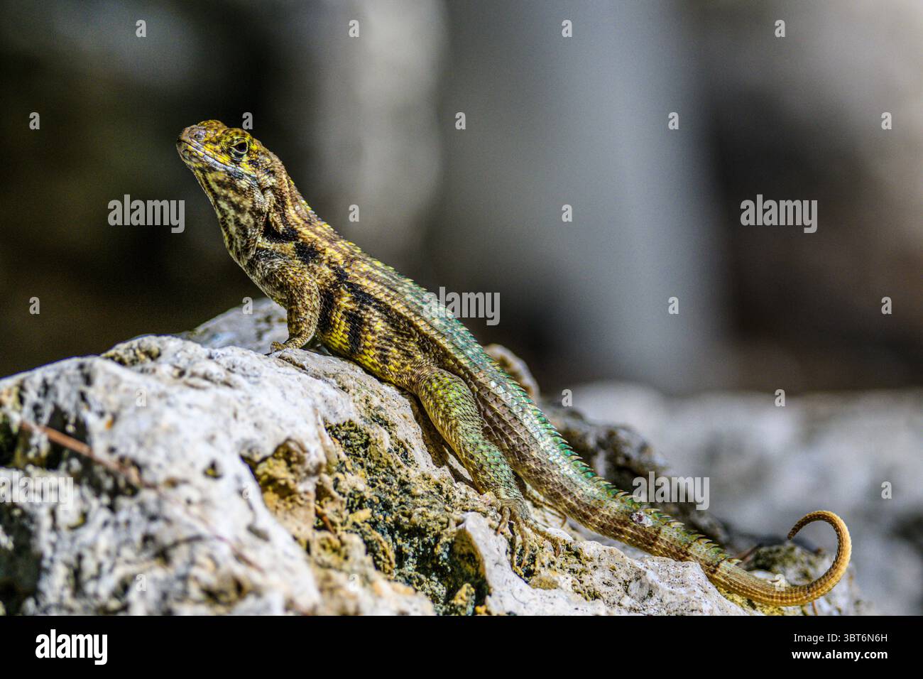 Lézard à queue bouclée du Nord (Leiocephalus carinatus), Starfish point, North Side, Îles Caïmans Banque D'Images