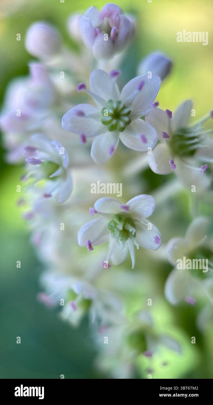 Photographie macro de fleurs de pokeweed. - Image de stock capturée avec un smartphone