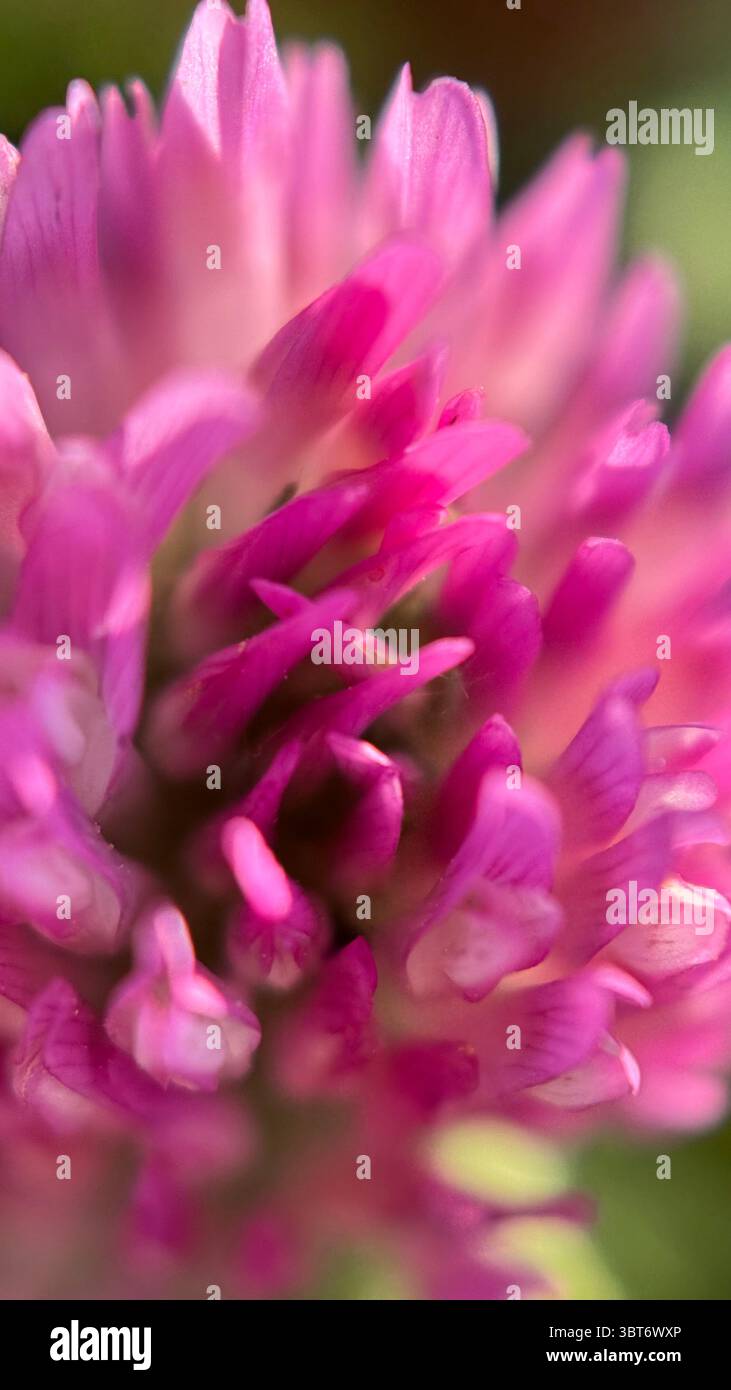 Gros plan d'une fleur de trèfle rose. Photographie macro au trèfle rouge - Image de stock capturée avec un smartphone