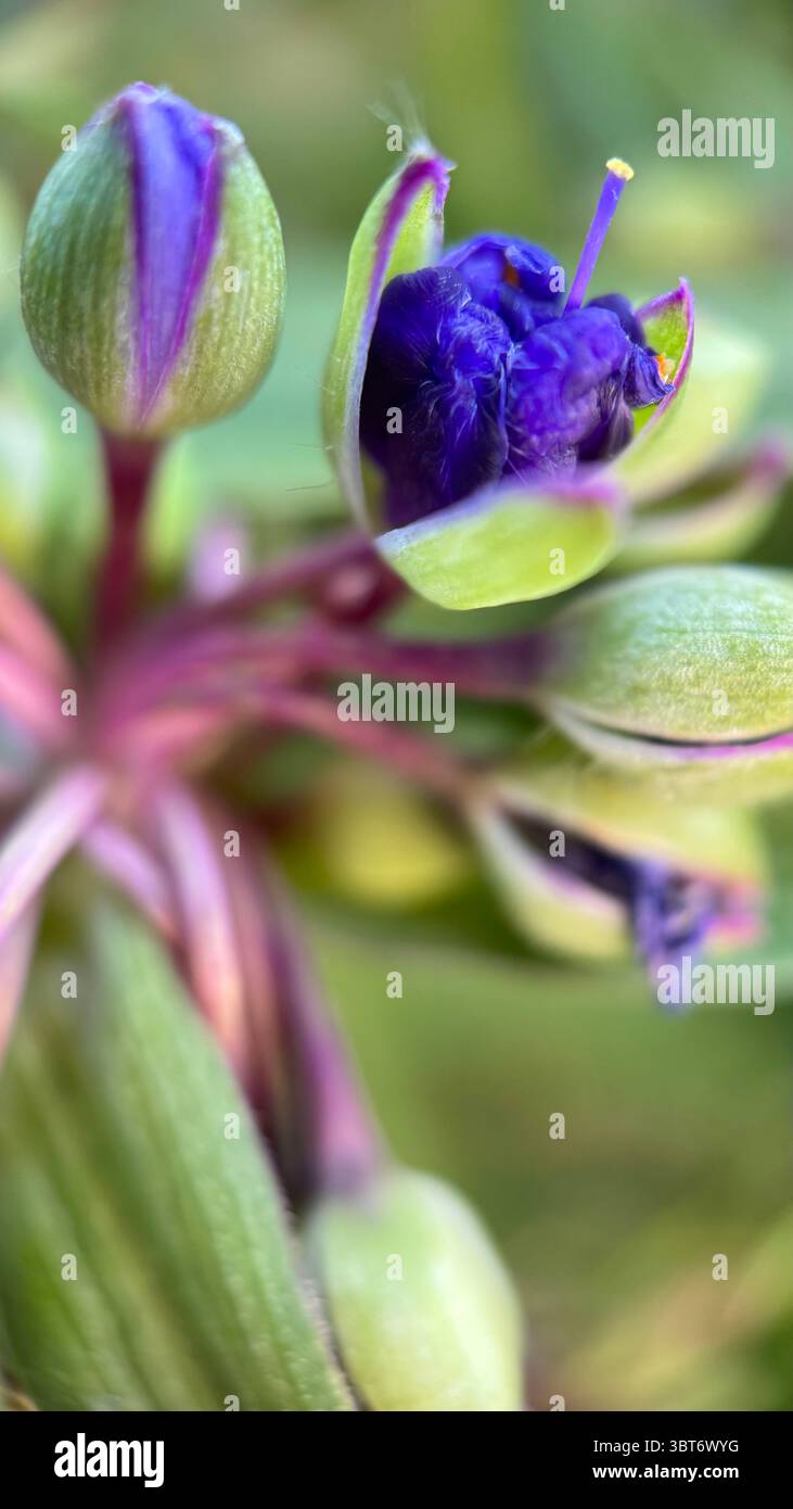 Tradenscatia (Virginia Spiderwort) macro photographie de fleurs violettes. Gros plan d'une petite fleur bleu-violet. Banque D'Images