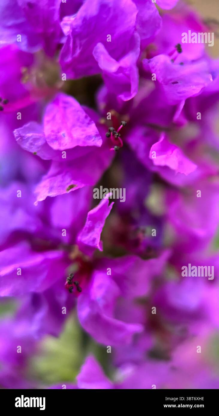 Photographie macro de fleur de loosestrife violette. Un gros plan de fleurs roses vibrantes. - Image de stock capturée avec un smartphone