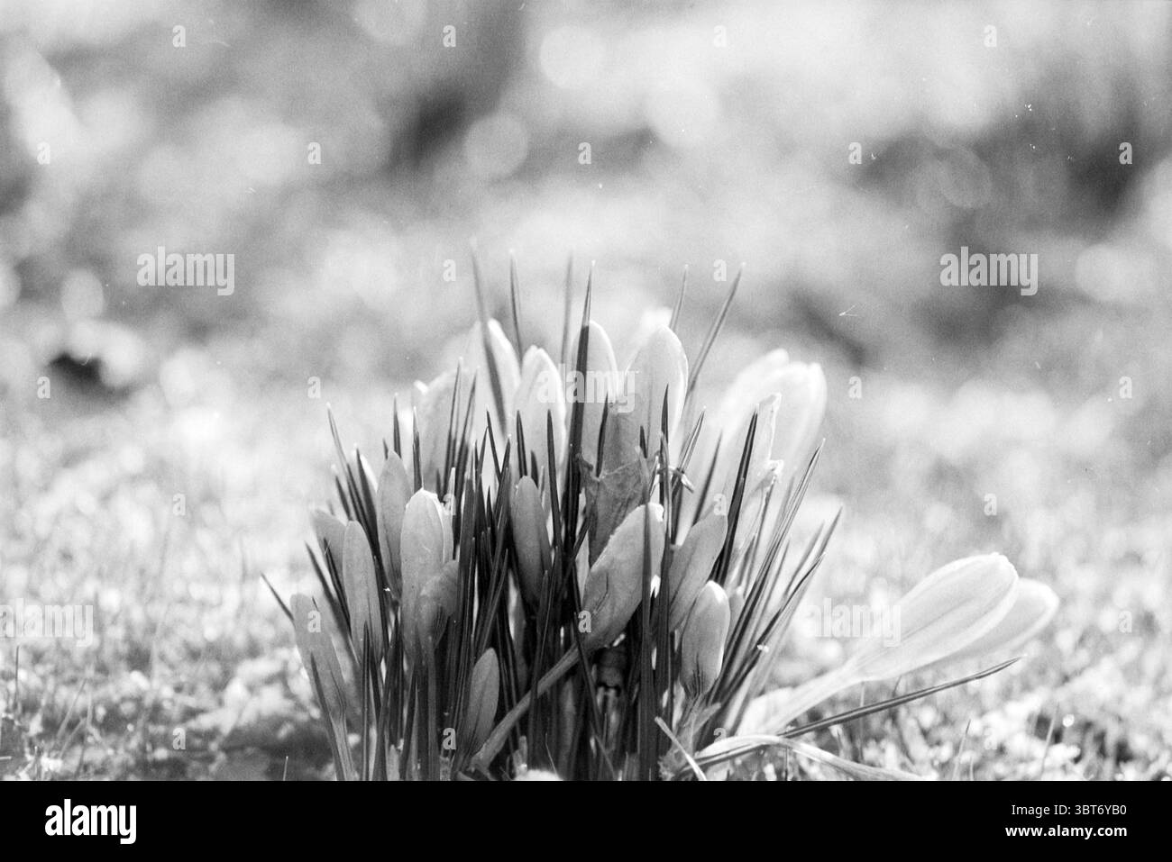 Crocuses Driehuis Driehuis, Whizgle News, Dutch Desk, pays-Bas, 1950 - 2000 le 22-02-1993. Voici les rubriques de l'image. Dans cette scène, un amas de délicates fleurs de crocus émerge d'un fond doux et flou, créant un sentiment de concentration sur leur forme élégante. Les fleurs sont principalement blanches, avec des notes de teintes gris clair qui améliorent leur qualité éthérée. Leurs bords de pétales semblent légèrement translucides, captant la douce lumière d'une manière douce. Entourant les fleurs, de minces brins verts d'herbe s'élèvent, ajoutant un élément naturel qui contraste avec la douceur des pétales. Le Banque D'Images