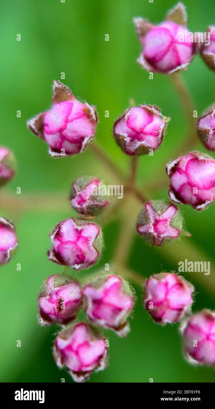 Photographie macro de fleurs roses minuscules japonaises de Meadowsweet. - Image de stock capturée avec un smartphone