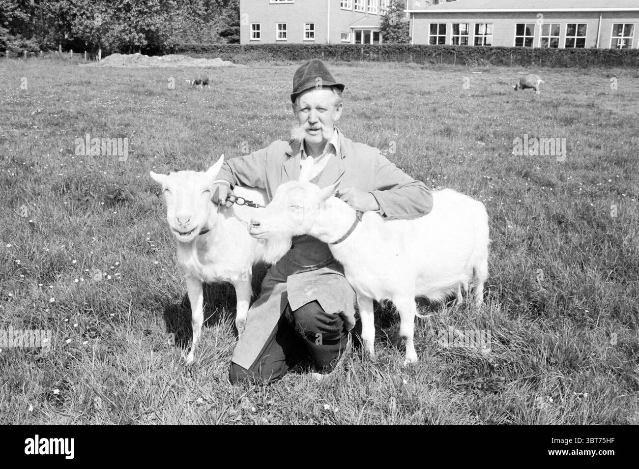 Éleveur de chèvres au Coornhert College Animals, Whizgle News, Dutch Desk, pays-Bas, 1950 - 2000 le 02-06-1985. Ces rubriques apparaissent dans l'image. Dans un paysage serein et herbeux, un homme plus âgé s'agenouille sur le sol, entouré de deux chèvres blanches amicales. L'homme a un sourire doux et porte un chapeau qui ajoute du caractère à son visage altéré. Ses vêtements se composent d'une chemise à manches longues et d'un tablier, ce qui suggère qu'il est familier avec la vie agricole. Les chèvres, légèrement plus grandes que la race domestique moyenne, se tiennent près de lui, leur fourrure blanche et douce contrastant avec l'herbe verte luxuriante en dessous d'elles. Un Banque D'Images