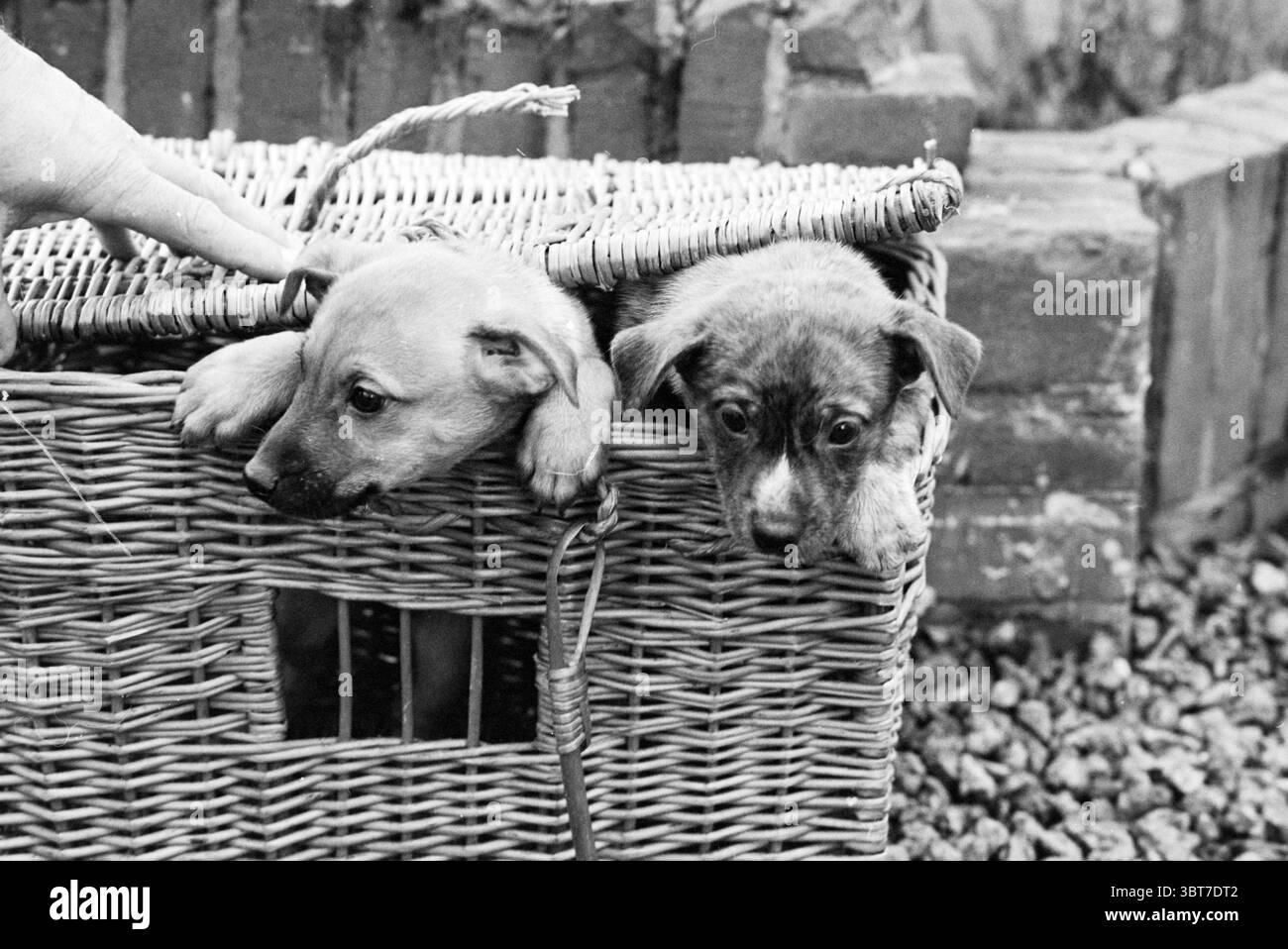 Chien Haarlem + chien IJm. Chiens Haarlem pays-Bas, Whizgle News, Dutch Desk, pays-Bas, 1950 - 2000 sur 02-01-1980. L'image inclut ces rubriques. Dans un cadre cosy et rustique, deux petits chiots jettent un coup d’œil dans un panier tissé. Le panier est construit en osier naturel de couleur claire, finement conçu avec un couvercle qui est légèrement entrouvert. Les chiots, nichés à l'intérieur, viennent dans des tons de bronzage clair et marron avec des marques distinctives. Leurs yeux curieux sont brillants et expressifs, véhiculant un sentiment d'innocence et de jeu. La toile de fond se compose de tons chauds et terreux, principalement composés de Banque D'Images