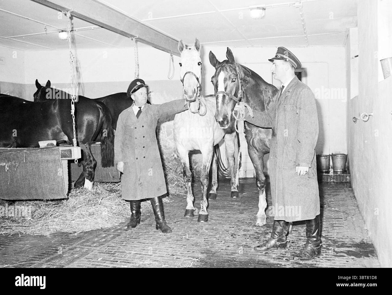 Stable police montée Haarlem police, Whizgle News, Dutch Desk, pays-Bas, 1950 - 2000 on 18-01-1965. Ce sont les éléments de l'image. Dans une écurie bien éclairée, deux hommes se tiennent près des chevaux, créant une scène à la fois historique et intime. L'espace se caractérise par son charme rustique, avec des murs en bois de couleur claire et un sol terreux discret qui suggère une utilisation fréquente. L'éclairage est doux et uniforme, émanant de luminaires suspendus qui projettent une lueur chaude, soulignant les textures du foin dispersé sur le sol et les manteaux élégants des chevaux. Les chevaux, un blanc et le Banque D'Images