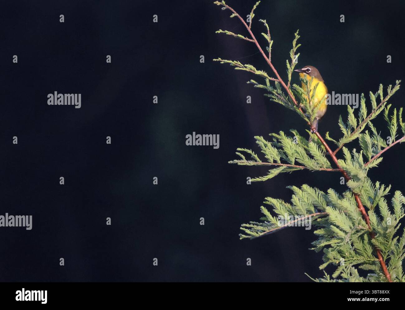 Chat jaune orienté vers la gauche sur la branche de cyprès vert à la lumière naturelle. Banque D'Images