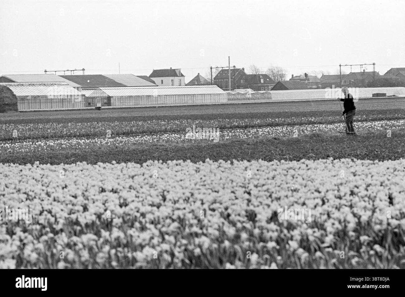 Serres dans la région bulbe bulbes et bulbe bulbe bulbe bulbes, Whizgle News, Dutch Desk, pays-Bas, 1950 - 2000 le 20-04-1970. L'image inclut ces rubriques. La scène présente un vaste champ rempli de rangées de fleurs en fleurs, principalement blanches et de couleur crème. Les pétales délicats créent un paysage doux et texturé qui contraste avec le sol terreux sous-jacent. Au premier plan, une figure solitaire se tient, engagée dans l'entretien des fleurs, ajoutant un sens de l'échelle et de la présence humaine à la vue expansive. Au-delà des parterres de fleurs, des serres bordent l'horizon, leur PA transparent Banque D'Images