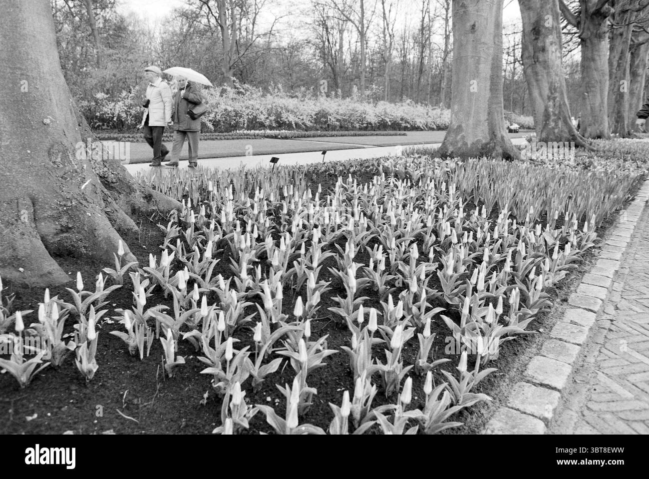 Keukenhof lisse Stationsweg, Whizgle News, Dutch Desk, pays-Bas, 1950 - 2000 le 25-03-1992. Voici les rubriques de l'image. Dans la scène, un cadre extérieur tranquille se déploie avec une végétation luxuriante dominant le premier plan. Une parcelle de fleurs méticuleusement agencée, leurs bourgeons prêts à fleurir, remplit la partie inférieure de verts vibrants contrastant avec la terre riche et sombre. Les fleurs apparaissent délicates et ordonnées, créant un motif invitant qui attire le regard. En arrière-plan, deux personnages se promènent tranquillement le long d'un sentier soigné qui serpente à travers le paysage. Ils sont habillés en L. Banque D'Images