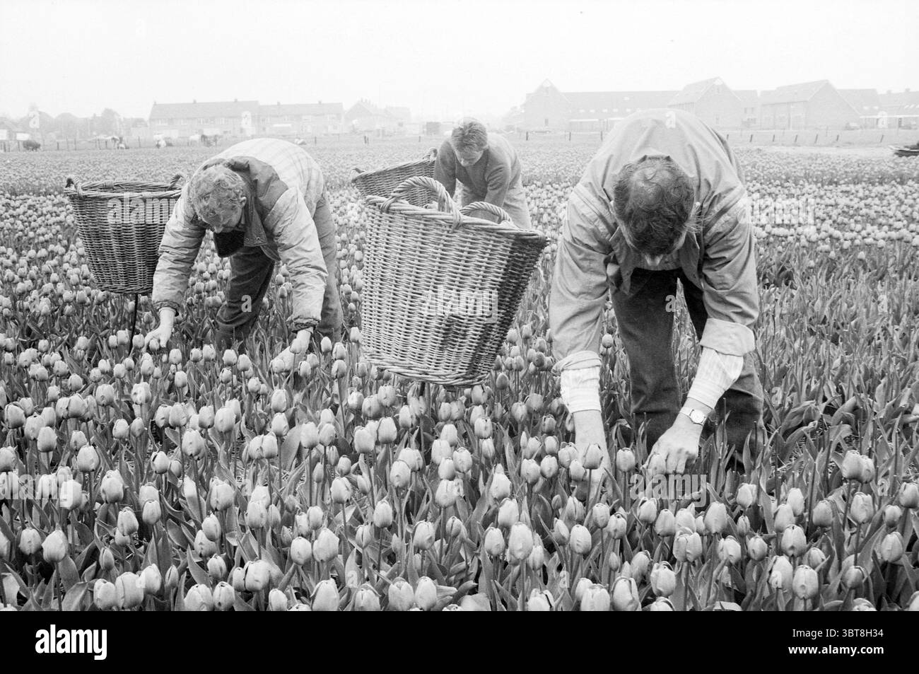 Tulipes têtes Hofgeesterweg bulbes à fleurs Velserbroek Hofgeesterweg, Whizgle News, Dutch Desk, pays-Bas, 1950 - 2000 on 01-05-1987. L'image inclut ces rubriques. Dans un vaste champ grouillant de tulipes en fleurs, trois individus sont penchés, tendant soigneusement aux fleurs vibrantes. La scène est monochromatique, projetant une aura nostalgique, où les nuances de gris mettent en valeur les textures de l'environnement. Les figures stylisées représentent des hommes habillés de vêtements pratiques et robustes, probablement portés pour le travail. Leurs postures pliées reflètent la détermination et la concentration. Chaque personne porte un grand panier tissé s Banque D'Images