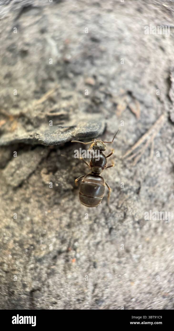 Une reine de fourmi de jardin noir vue rapprochée. - Image de stock capturée avec un smartphone