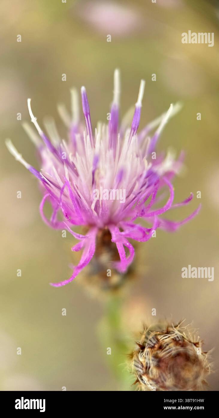 Photographie macro diffuse de fleurs en knapweed. Gros plan de fleur. Banque D'Images