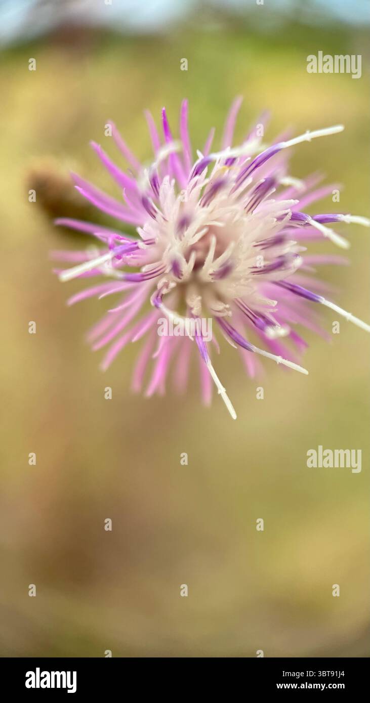 Photographie macro diffuse de fleurs en knapweed. Gros plan de fleur. Banque D'Images