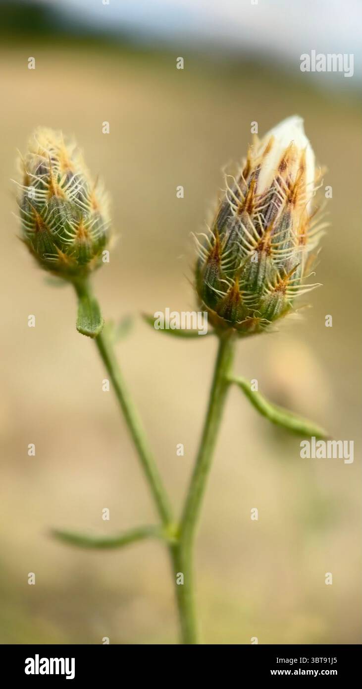Photographie macro diffuse de fleurs en knapweed. Gros plan de fleur. Banque D'Images