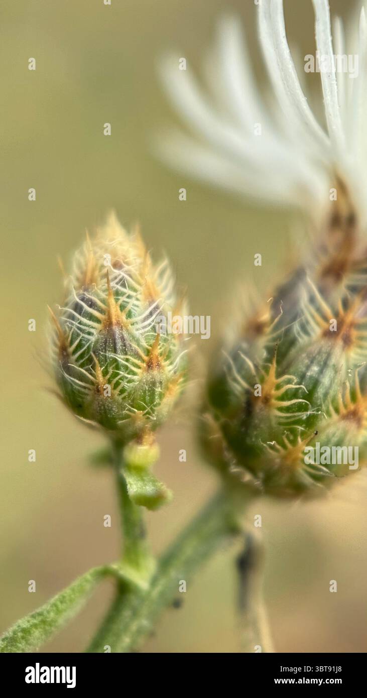 Photographie macro diffuse de fleurs en knapweed. Gros plan de fleur. Banque D'Images