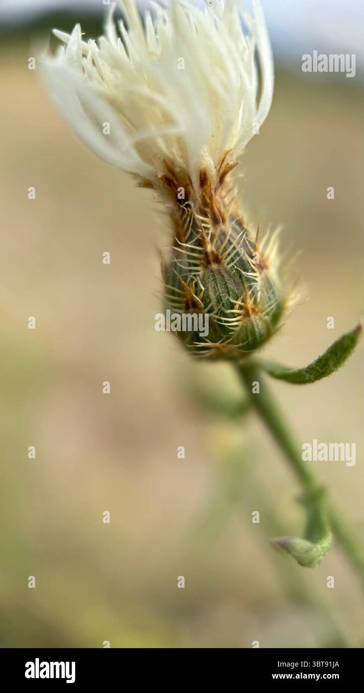 Photographie macro diffuse de fleurs en knapweed. Gros plan de fleur. Banque D'Images