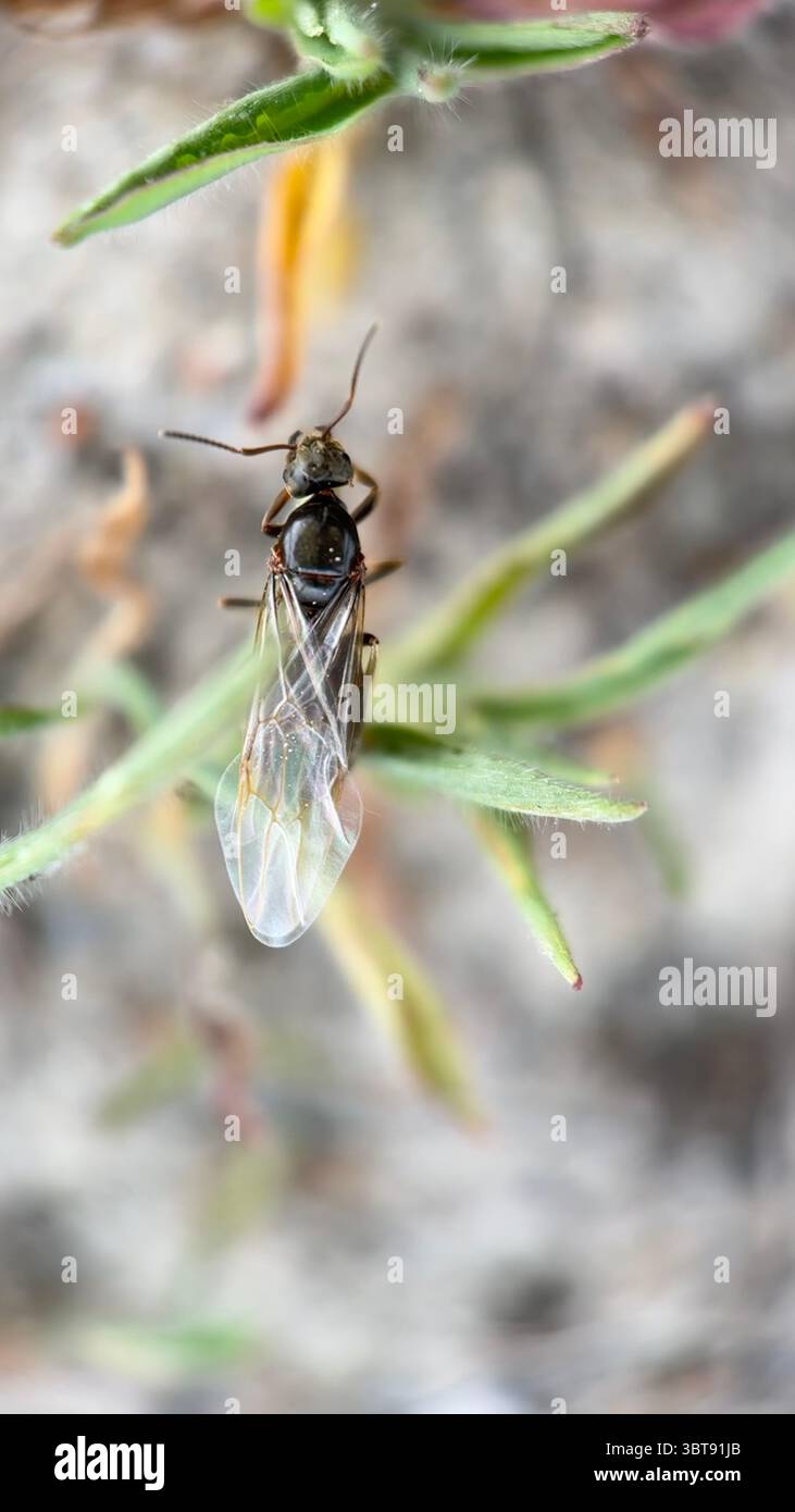 une macro photographie de fourmis ailées Banque D'Images