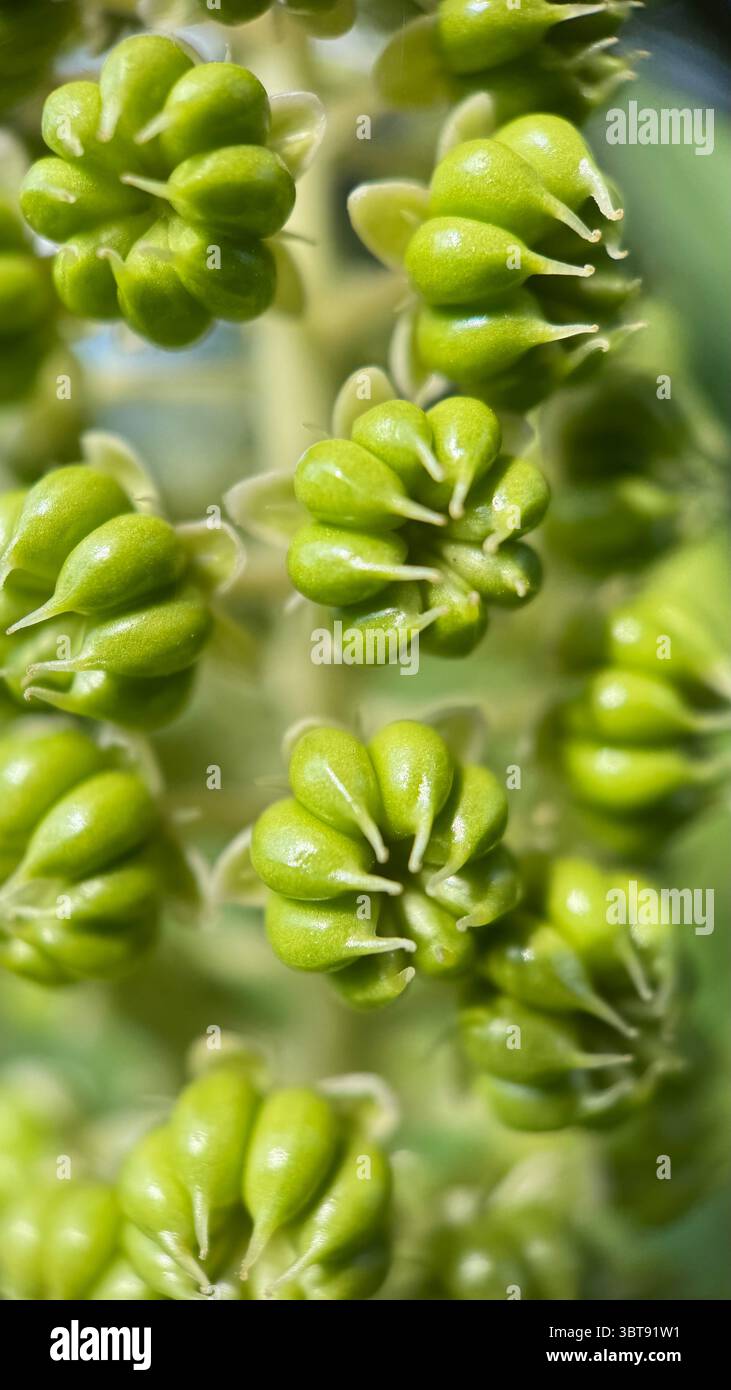 Photographie macro de fleurs de pokeweed. - Image de stock capturée avec un smartphone