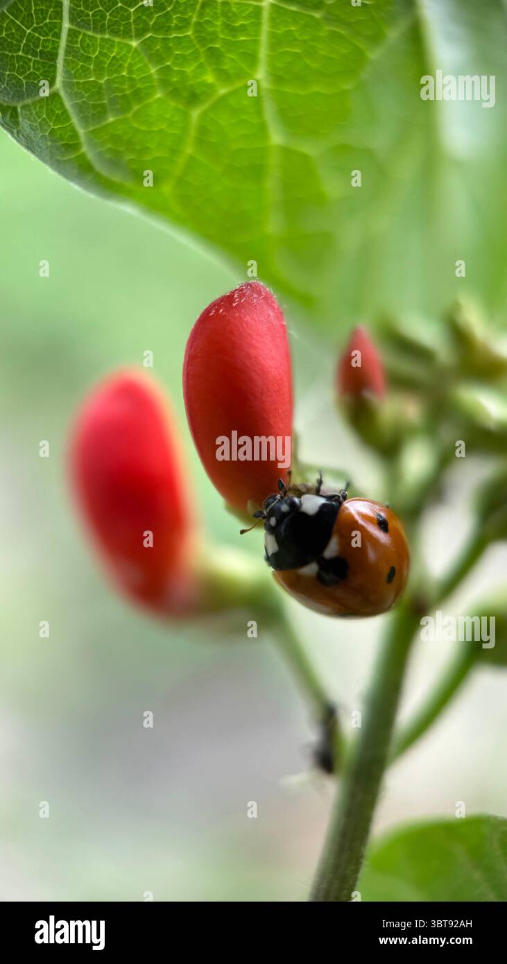 Coccinelle (coccinelle) macro photographie. Un gros plan sur le bug orange. Banque D'Images