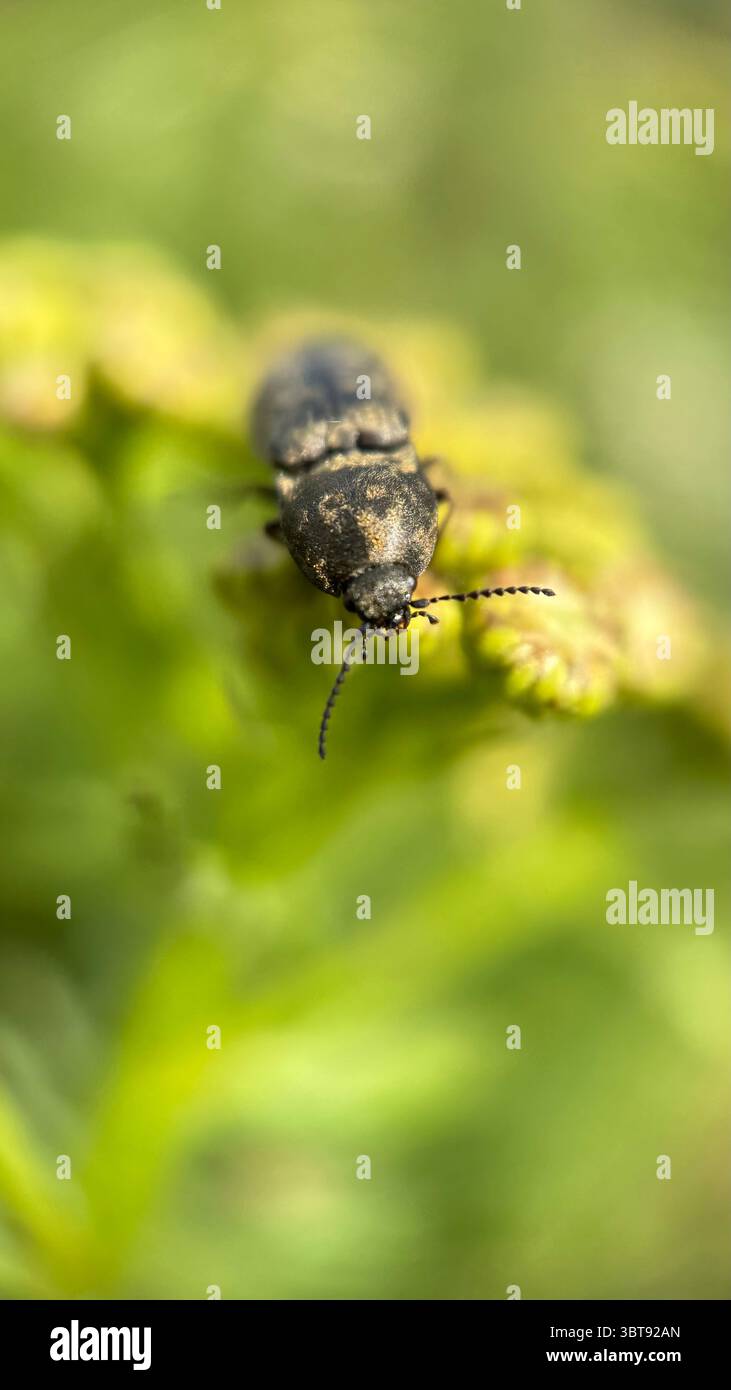 Gros plan d'un scarabée marbré marbré. Macrophotographie. - Image de stock capturée avec un smartphone