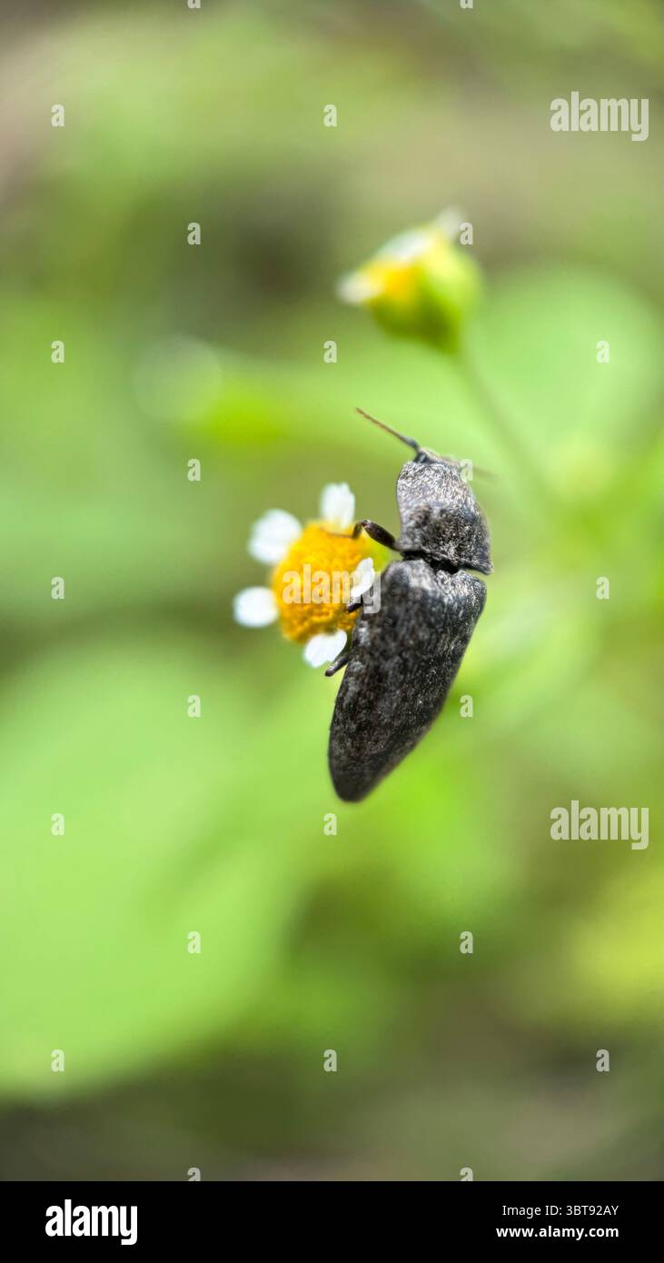 Gros plan d'un scarabée marbré marbré. Macrophotographie. - Image de stock capturée avec un smartphone