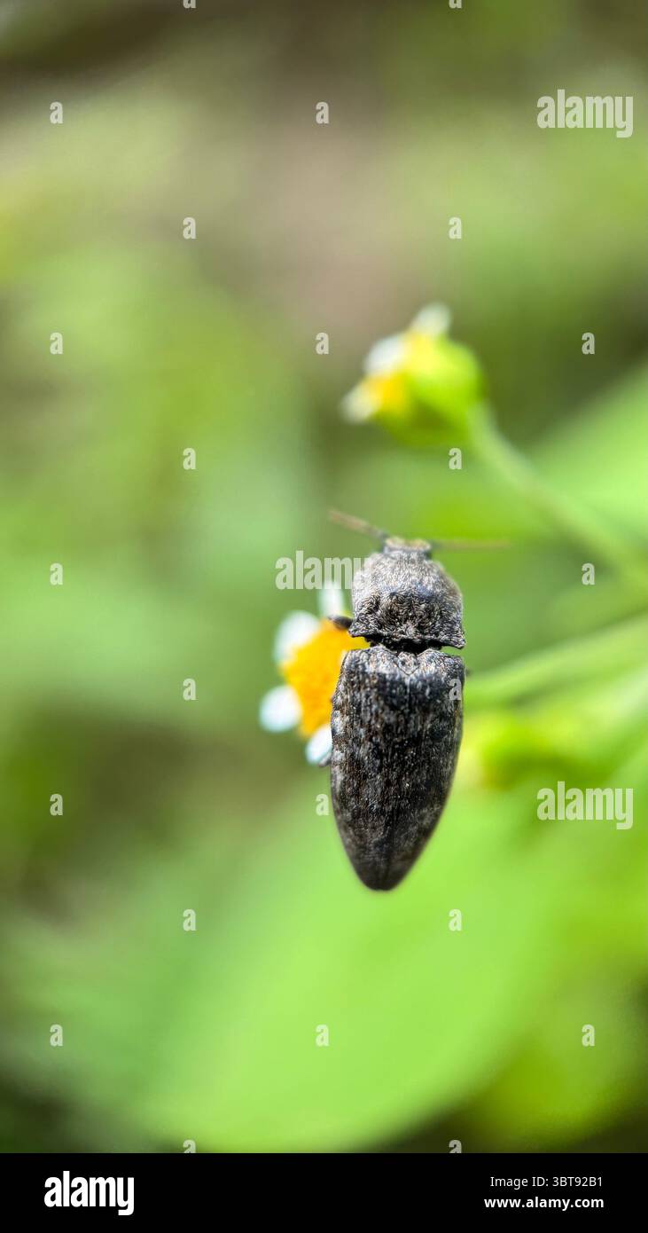 Gros plan d'un scarabée marbré marbré. Macrophotographie. - Image de stock capturée avec un smartphone