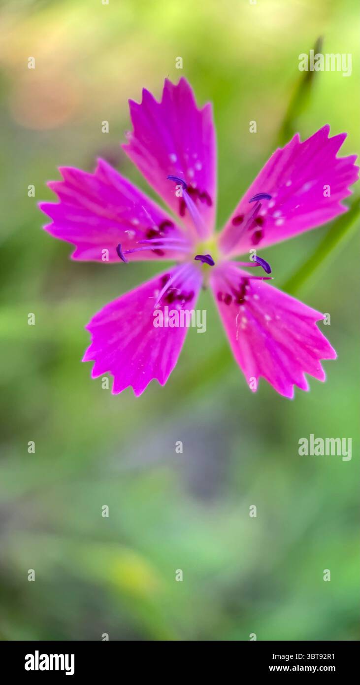 Photographie macro de fleur rose inaugurale (Dianthus). Les pétales de fleurs roses se rapprochent. Banque D'Images Photographie macro de fleur rose inaugurale (Dianthus). Les pétales de fleurs roses se rapprochent. Banque D'Images
