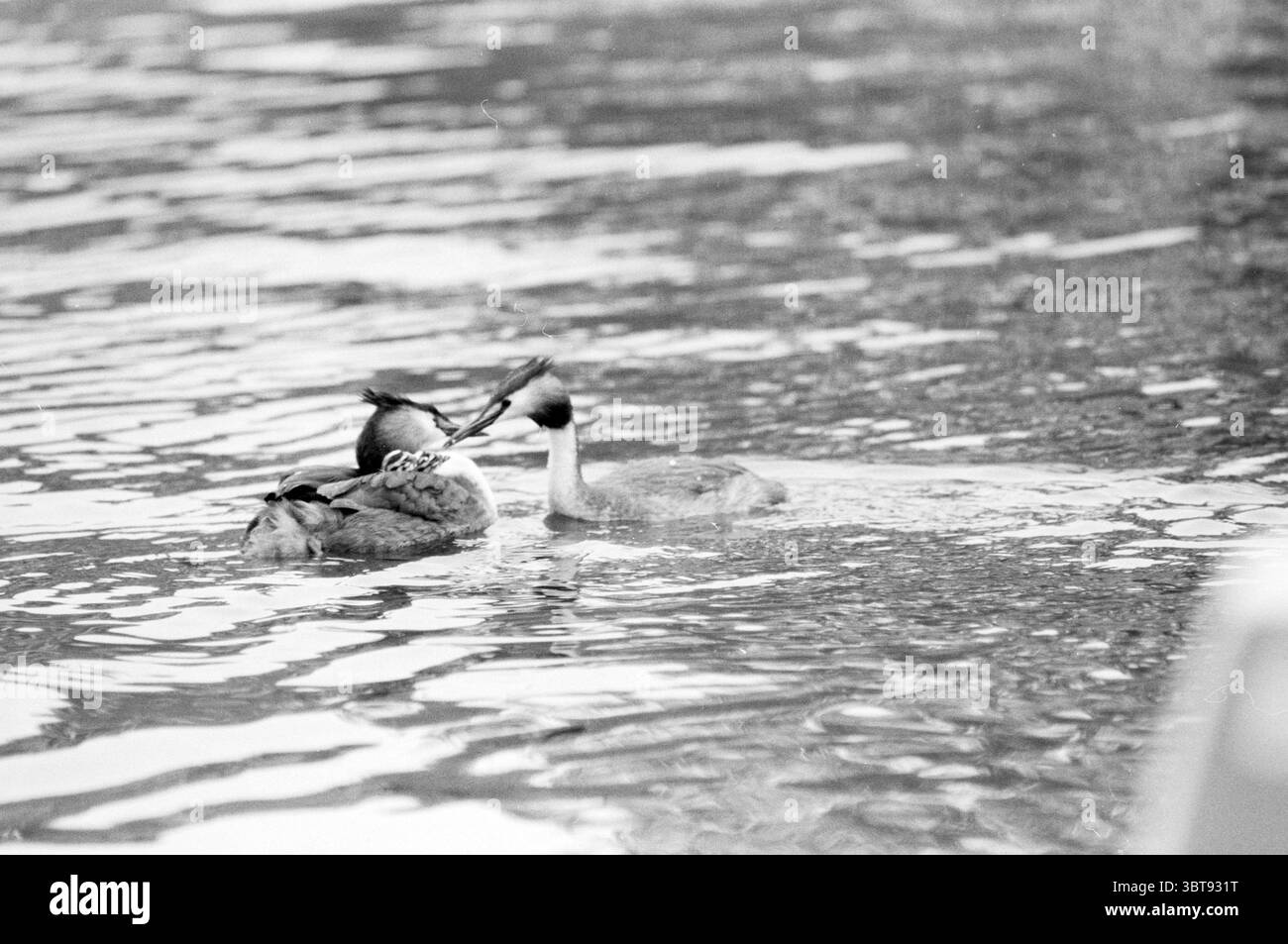 Jeunes grebes dans le port de Spaarnwoude oiseaux Spaarnwoude, Whizgle News, Dutch Desk, pays-Bas, 1950 - 2000 on 25-06-1987. L'image contient ces rubriques. La scène représente deux canards glissant gracieusement sur un plan d'eau, créant de douces ondulations dans leur sillage. La surface de l'eau est un mélange serein de nuances de gris plus claires et plus sombres, reflétant les couleurs sourdes autour. Un canard a une tête tuftée distinctive, présentant des plumes douces qui lui donnent une silhouette unique, tandis que l'autre a un corps plus profilé avec des plumes à motifs qui suggèrent une texture riche. Le paramètre apparaît Banque D'Images