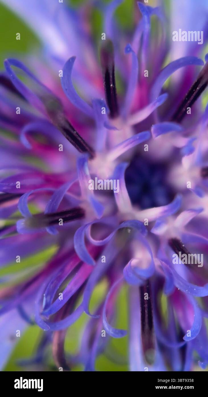 Photo macro du centre de bleuet violet. Gros plan détaillé des pétales. - Image de stock capturée avec un smartphone