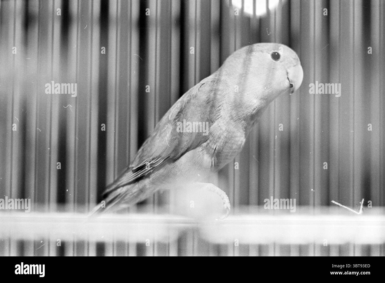 Exposition d'oiseaux sur le Harmenjansweg. Animaux Haarlem Harmenjansweg pays-Bas, Whizgle News, Dutch Desk, pays-Bas, 1950 - 2000 le 08-11-1974. Voici les rubriques de l'image. La scène met en scène un petit oiseau perché dans une cage, dégageant un charme délicat. L'oiseau, aux plumes douces qui affichent un subtil mélange de teintes pastel, met en évidence les nuances de bleu clair et de vert sourd. Sa tête est légèrement tournée, révélant une courbe douce de son bec, qui est une couleur douce et crémeuse. La cage elle-même est dotée de fines barres verticales qui créent un motif complexe, permettant d'apercevoir le Banque D'Images