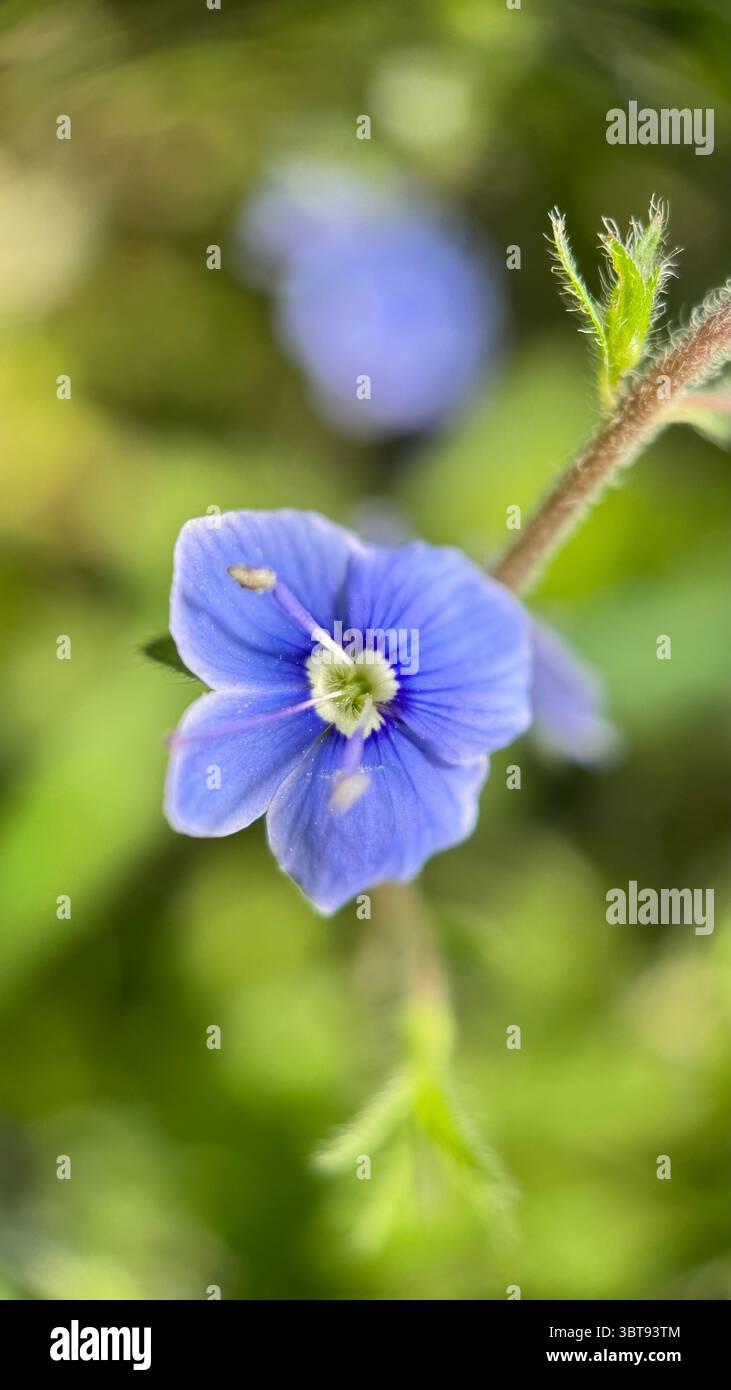 Gros plan d'une fleur de prairie bleu vif de Germander speedwell (Veronica chamaedrys). Macrophotographie. Banque D'Images