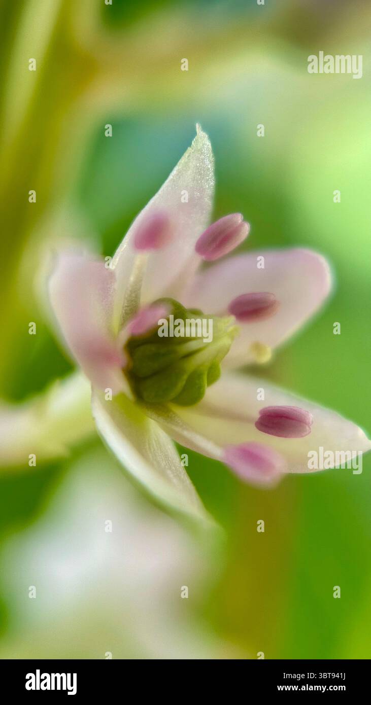 Photographie macro de fleurs de pokeweed. - Image de stock capturée avec un smartphone