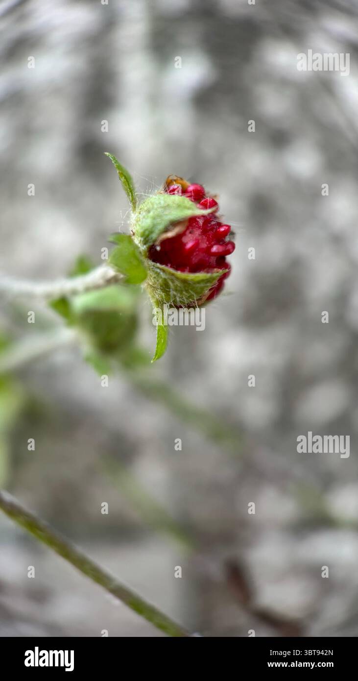 Un gros plan de fraises rouges. Macrophotographie. - Image de stock capturée avec un smartphone