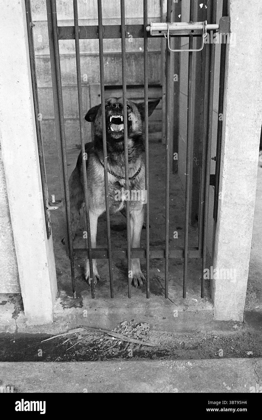 Busy in Kennel Busy, Whizgle News, Dutch Desk, pays-Bas, 1950 - 2000 le 09-01-1968. L'image contient ces rubriques. La scène présente un environnement sombre et sombre où un chien est contenu dans un espace confiné. L'animal, une race grande et musclée, est positionné derrière des barres métalliques qui forment une cage. Sa fourrure est un mélange de bruns profonds et de noirs, contrastant avec les murs ternes et en béton. L'expression du chien est celle de l'agitation et de la défensive, avec des dents nues et un clochard qui transmet à la fois la frustration et un sentiment de vigilance. Les barres elles-mêmes créent une séparation visuelle, emphas Banque D'Images