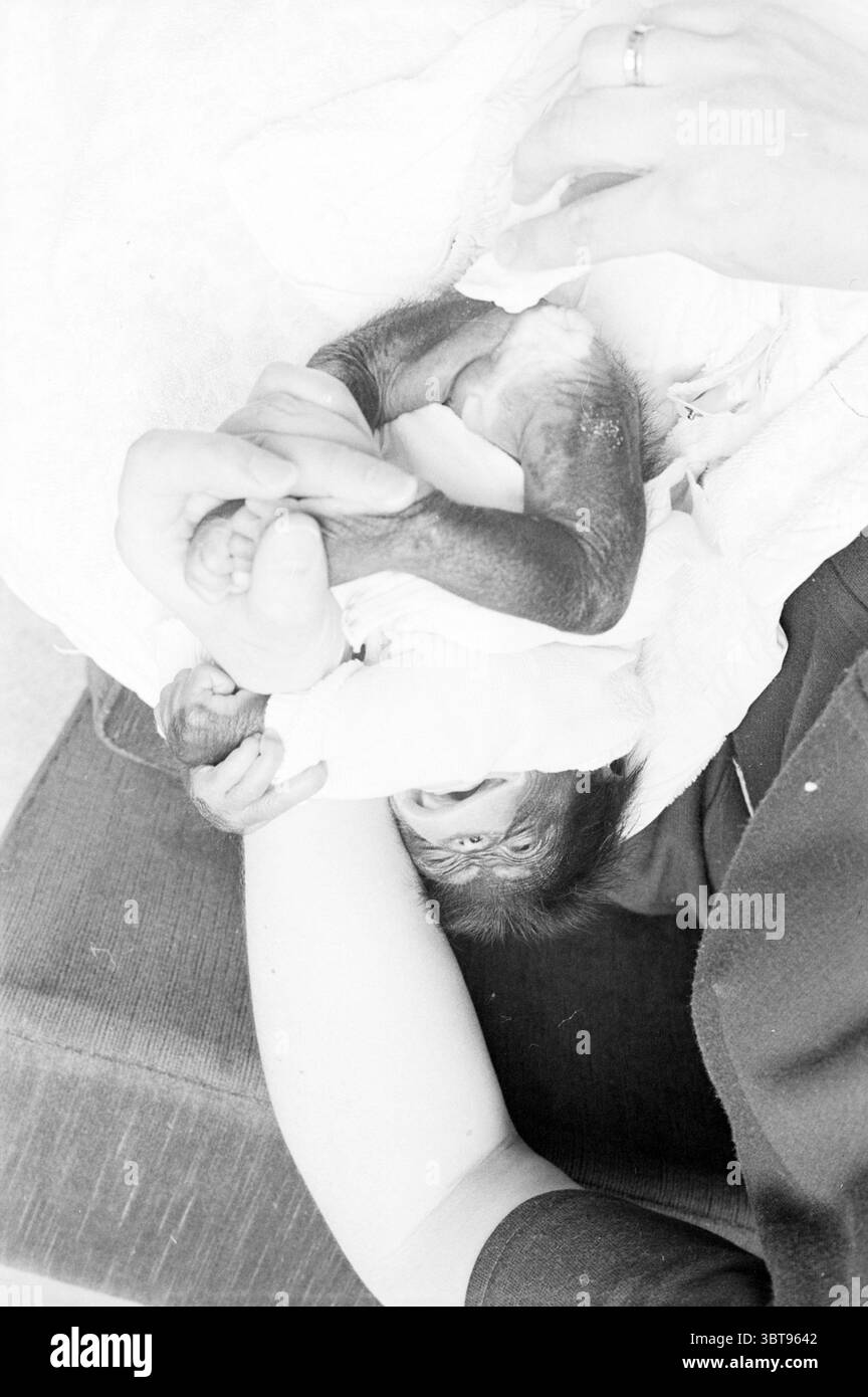 Bébé singe dans Purmerend Animals, Whizgle News, Dutch Desk, pays-Bas, 1950 - 2000 sur 12-04-1972. Ces rubriques apparaissent dans l'image. La scène capture un moment tendre entre un soignant et un nourrisson primate. La composition est intime, avec l'accent mis sur la petite figure délicate du nourrisson, qui est bercée dans les bras du soignant. Le bébé a un manteau en fourrure douce et floue, présentant une gamme de bruns, du clair au foncé, qui ajoute de la chaleur à la scène. Ses minuscules mains sont visibles, saisissant le bras du soignant, soulignant le lien entre elles. Les contras de teint du soignant Banque D'Images