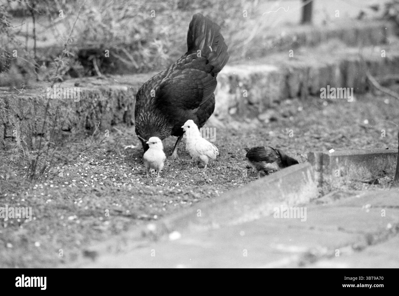 Nourrir poulet + poussins Joh. The DEO, Whizgle News, Dutch Desk, pays-Bas, 1950 - 2000 le 26-05-1991. Ces rubriques apparaissent dans l'image. Dans un cadre extérieur tranquille, on voit une poule se nourrir sur le sol, ses plumes sombres contrastant avec les tons doux et doux de terre qui l'entourent. Les plumes longues et brillantes de la poule reflètent un éclat subtil lorsqu'elle se plie pour picorer le sol. A proximité, un petit groupe de poussins, un blanc et deux avec un mélange de plumage brun et gris, se frayent près de leur mère, imitant instinctivement ses mouvements. Les poussins sont moelleux et semblent curieux, leur petit bodi Banque D'Images Nourrir poulet + poussins Joh. The DEO, Whizgle News, Dutch Desk, pays-Bas, 1950 - 2000 le 26-05-1991. Ces rubriques apparaissent dans l'image. Dans un cadre extérieur tranquille, on voit une poule se nourrir sur le sol, ses plumes sombres contrastant avec les tons doux et doux de terre qui l'entourent. Les plumes longues et brillantes de la poule reflètent un éclat subtil lorsqu'elle se plie pour picorer le sol. A proximité, un petit groupe de poussins, un blanc et deux avec un mélange de plumage brun et gris, se frayent près de leur mère, imitant instinctivement ses mouvements. Les poussins sont moelleux et semblent curieux, leur petit bodi Banque D'Images