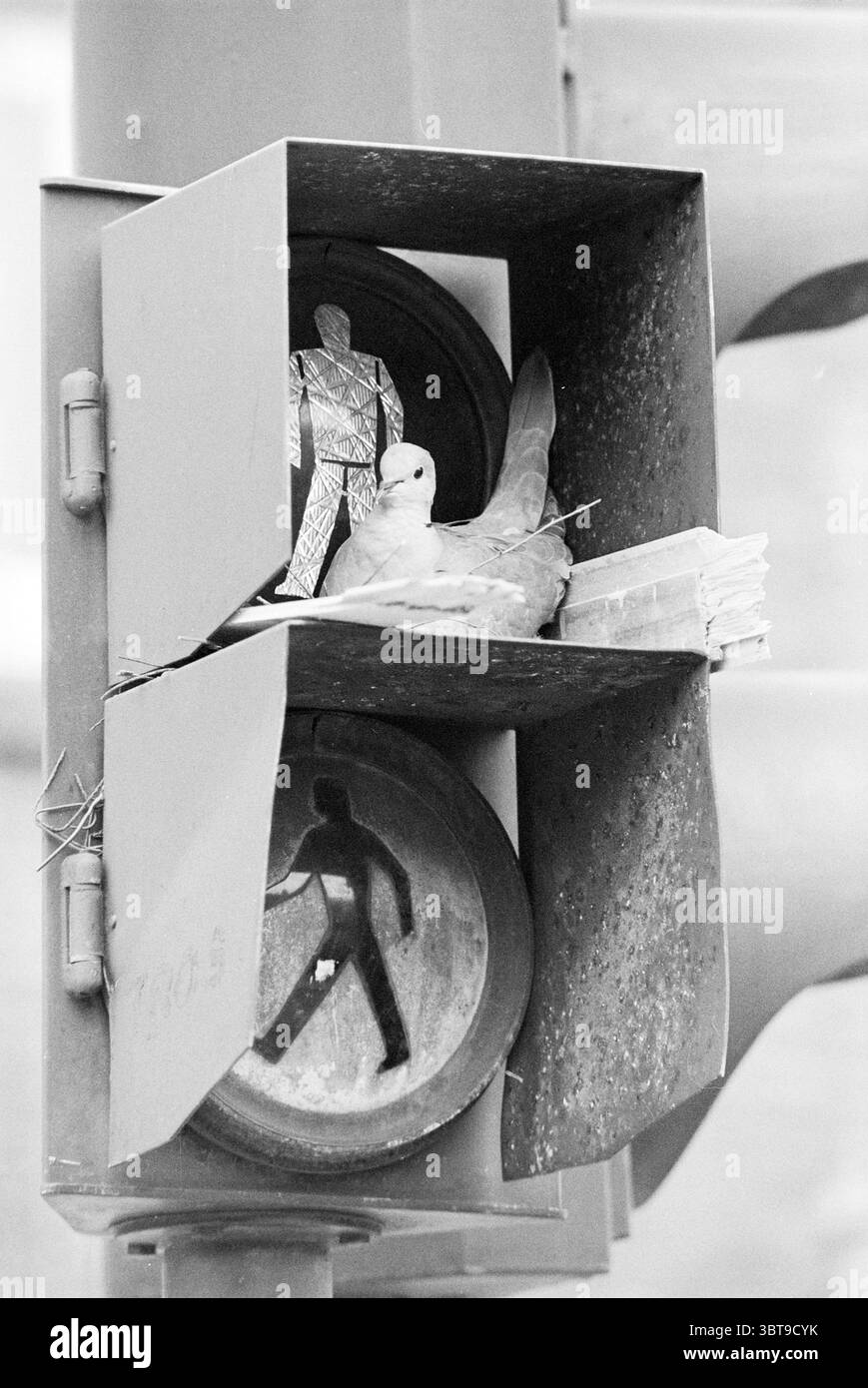 Élevage de pigeons dans le feu de circulation piétonnier Rijksstraatweg oiseaux, Whizgle News, Dutch Desk, pays-Bas, 1950 - 2000 le 25-04-1977. Ces rubriques sont illustrées dans l'image. La scène présente un feu de circulation urbain, qui a un aspect vieilli et utilitaire. Le corps du signal est peint dans un gris métallique discret, apportant une impression de grain industriel à l'environnement. Nichée dans un compartiment du signal, une petite figure métallique se tient figée dans une posture de marche, sa surface brillante réfléchissant la lumière, ce qui ajoute un contraste à un cadre autrement terne. Cet élément introduit un playf Banque D'Images