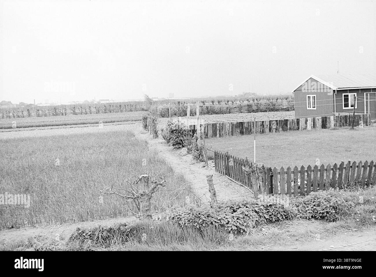 Parcelle de terre agricole., Whizgle News, Dutch Desk, pays-Bas, 1950 - 2000. L'image contient ces rubriques. La scène présente un paysage rural tranquille. D'un côté, il y a de vastes champs de riz, caractérisés par des rangées soignées de plantes vertes luxuriantes qui s'étendent vers l'horizon. La verdure vibrante est entrecoupée de notes de grains dorés, suggérant que le riz approche de la récolte. Sur le côté opposé, une modeste maison se dresse, construite dans un style simple et traditionnel. Son extérieur en bois est peint dans une teinte de rouge profond, contrastant avec les tons discrets du paysage. A Banque D'Images