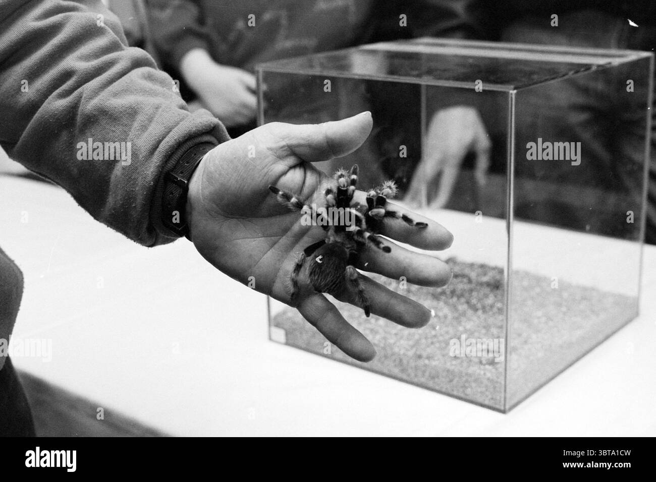 Tarantula Fair, Whizgle News, Dutch Desk, pays-Bas, 1950 - 2000 le 10-03-1995. Ce sont les éléments de l'image. La scène représente une personne tenant une grande tarentule dans sa paume ouverte, montrant une vue rapprochée des caractéristiques complexes de l'arachnide. L'araignée a un corps riche et brun foncé avec des motifs mouchetés délicats et plus légers le long de ses pattes, qui sont apaisées gracieusement, affichant leur texture longue et velue. Entourant le sujet principal, une enceinte en verre transparent repose sur une nappe douce aux tons neutres. A l'intérieur de l'enceinte, un substrat sablonneux contraste avec l'extérieur sombre, p Banque D'Images